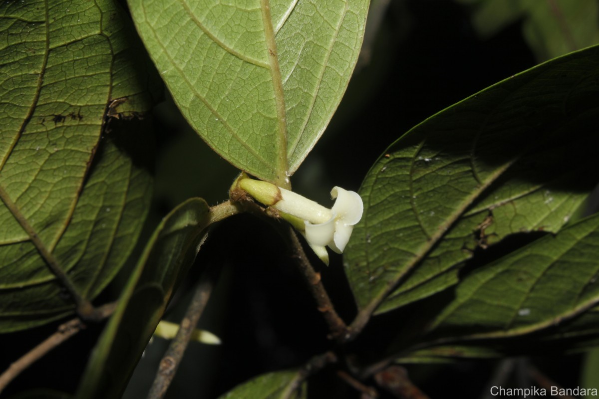 Diospyros acuminata (Thwaites) Kosterm.